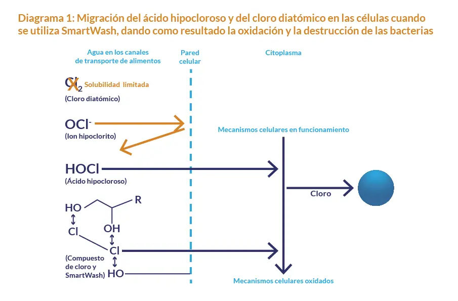 Mecanismo de acción del cloro: Desinfección y aplicaciones - Cómo actúa el cloro en el cuerpo humano mecanismo de accion del cloro - Cómo actúa el cloro en el cuerpo humano