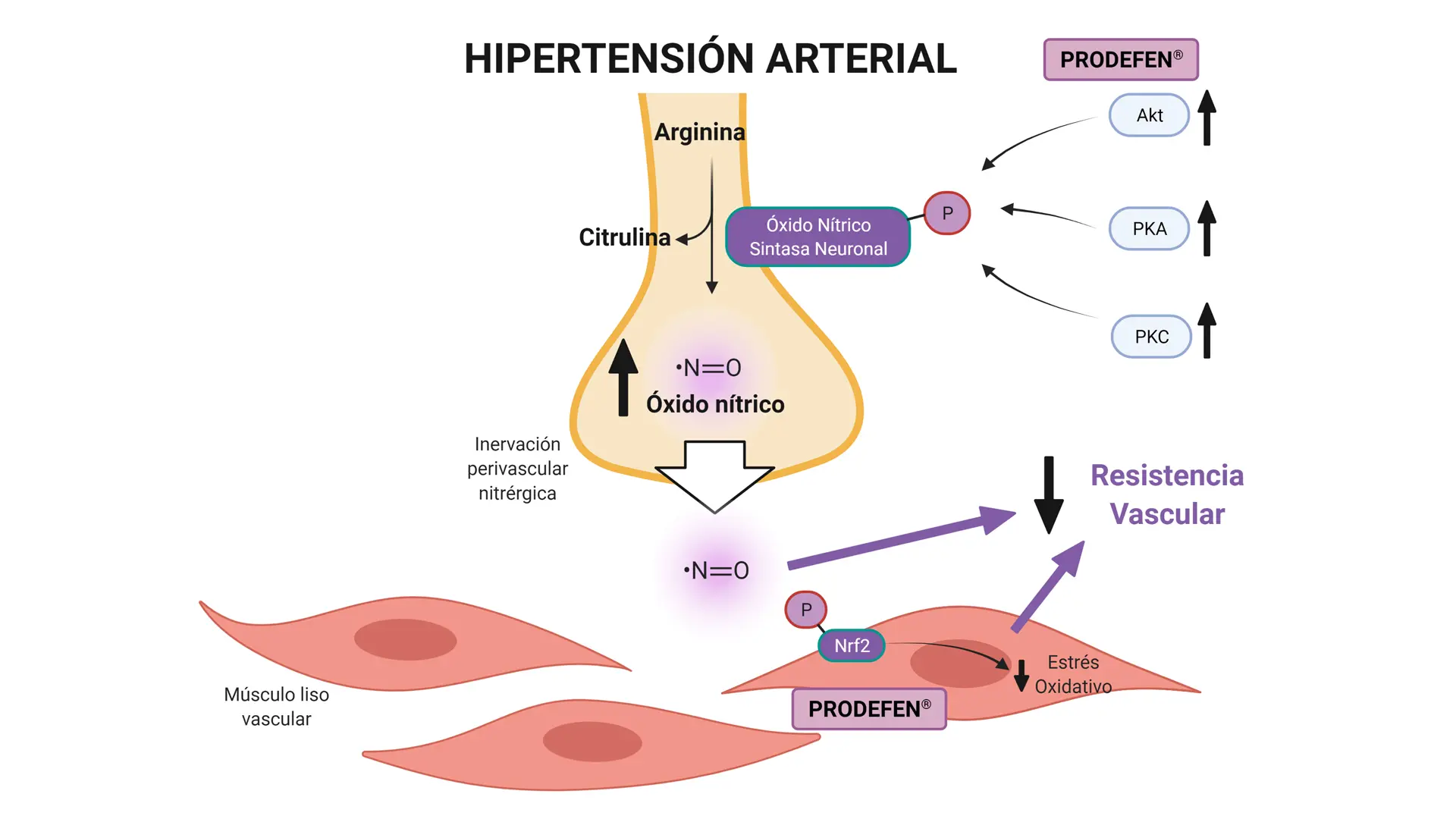 mecanismo de la hipertension arterial - Cómo actúa la hipertensión arterial