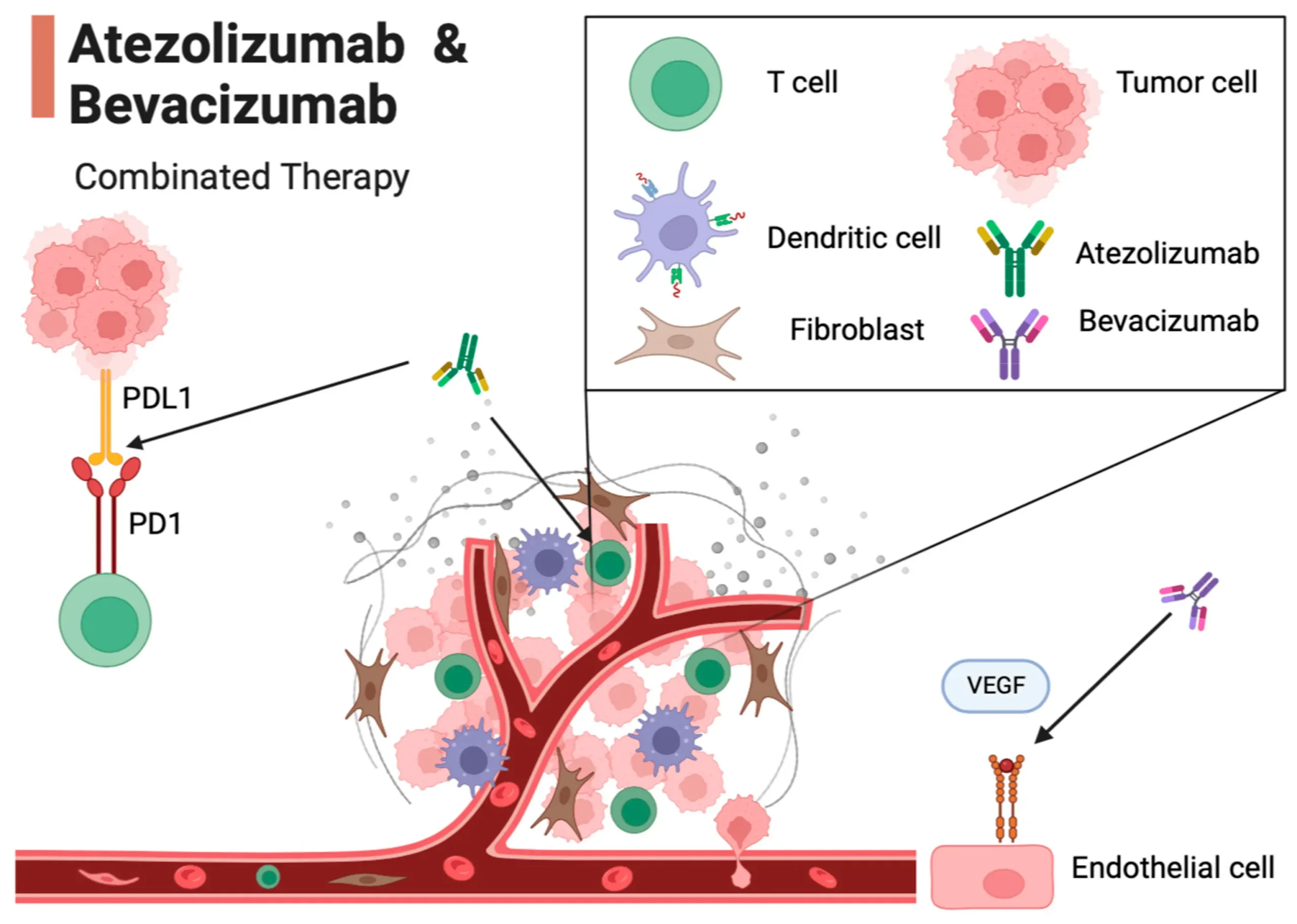 Atezolizumab: Mecanismo de acción, administración y consideraciones - Cómo administrar atezolizumab atezolizumab mecanismo de accion - Cómo administrar atezolizumab