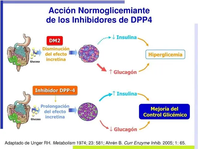 linagliptina mecanismo de accion - Cómo funciona la linagliptina