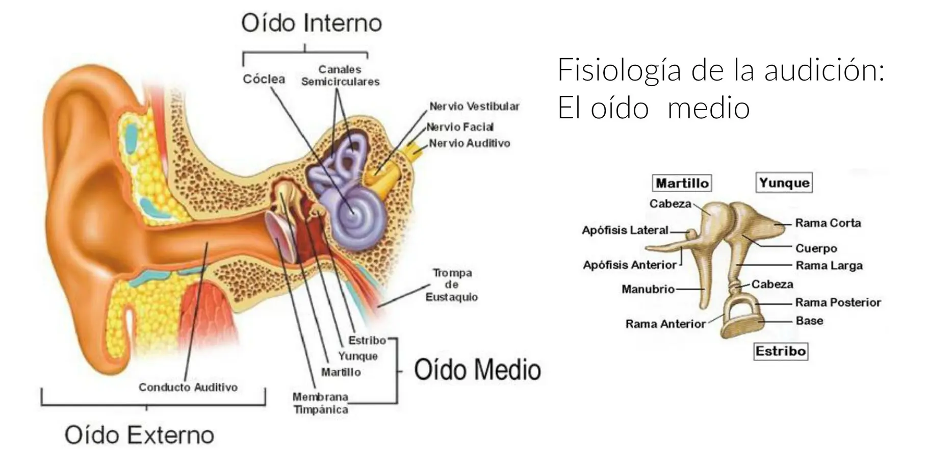 Mecanismo del Oído Interno: Una Inmersión en la Audición - Cómo saber si el nervio auditivo está dañado mecanismo del oido - Cómo saber si el nervio auditivo está dañado