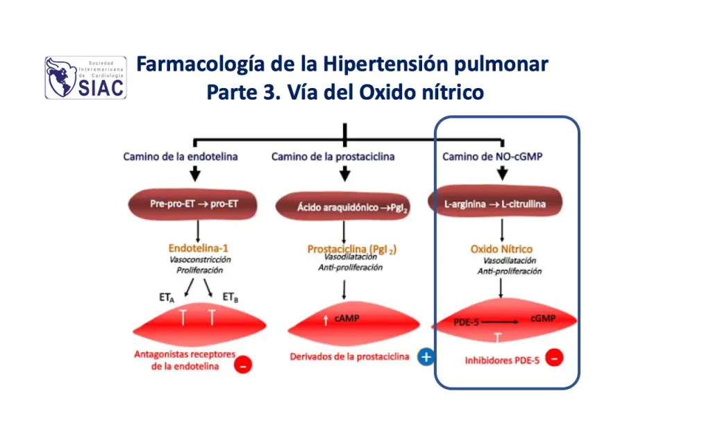 Mecanismo de acción del óxido nitroso: una exploración completa - Cuál es el mecanismo de accion del óxido nitroso mecanismo de accion oxido nitroso - Cuál es el mecanismo de accion del óxido nitroso