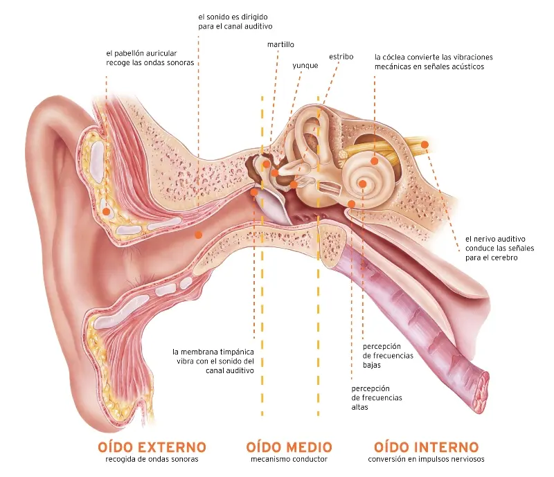 Mecanismo del Oído Interno: Una Inmersión en la Audición - Cuál es la función del oído mecanismo del oido - Cuál es la función del oído