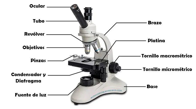 Función del Componente Mecánico del Microscopio Óptico - Cuál es la función del sistema óptico del microscopio cual es la funcion del componente mecanico del microscopio optico - Cuál es la función del sistema óptico del microscopio