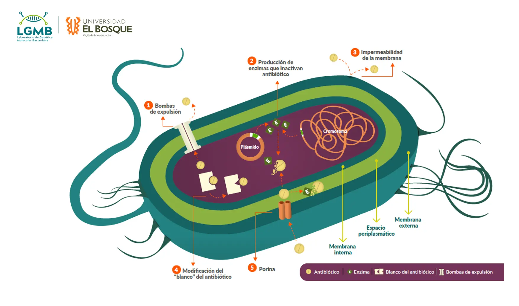 Mecanismos de Resistencia Bacteriana: Un Análisis Exhaustivo - Cuáles son los mecanismos de resistencia bacteriana mecanismos de resistencia bacteriana - Cuáles son los mecanismos de resistencia bacteriana