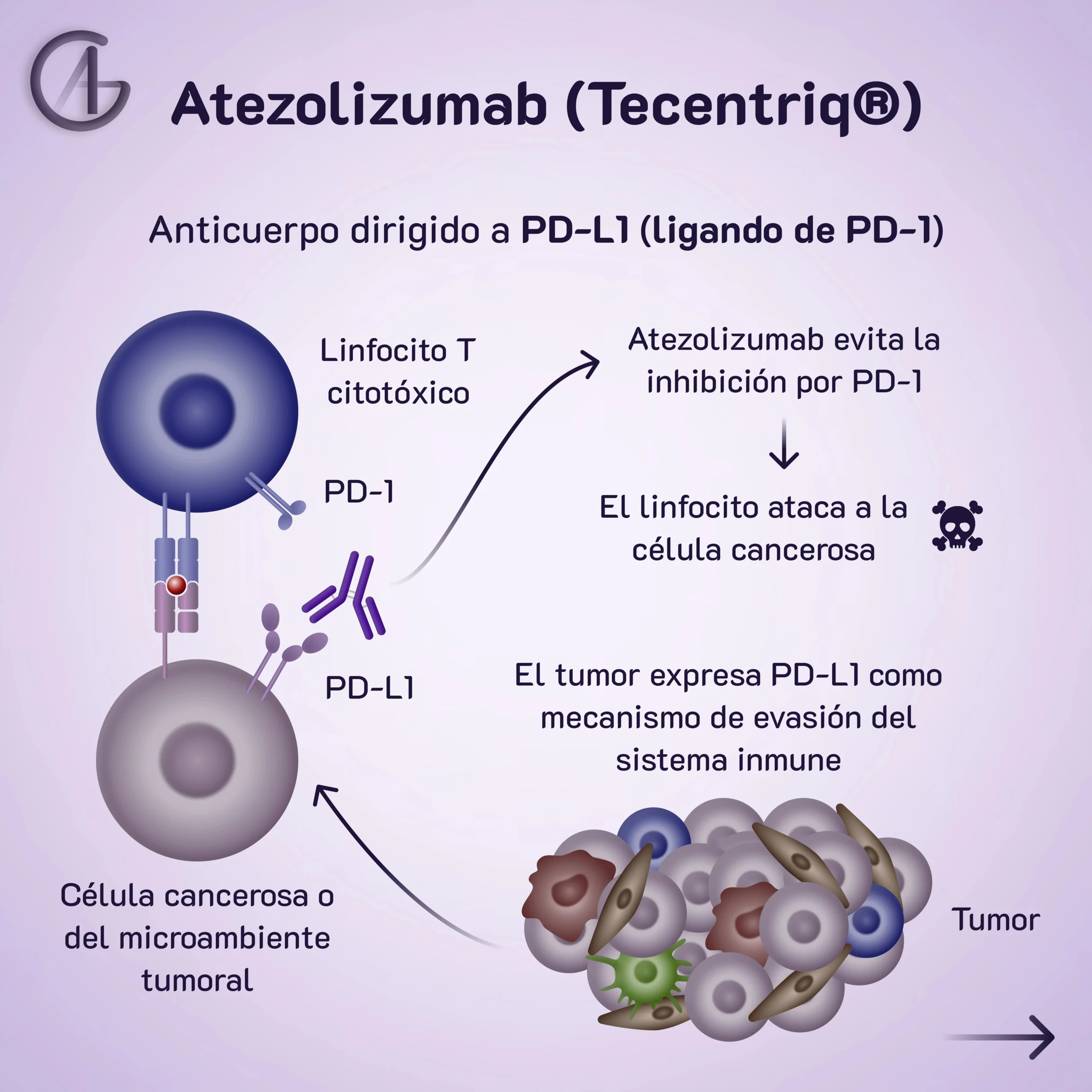 Atezolizumab: Mecanismo de acción, administración y consideraciones - Cuánto cuesta el atezolizumab atezolizumab mecanismo de accion - Cuánto cuesta el atezolizumab