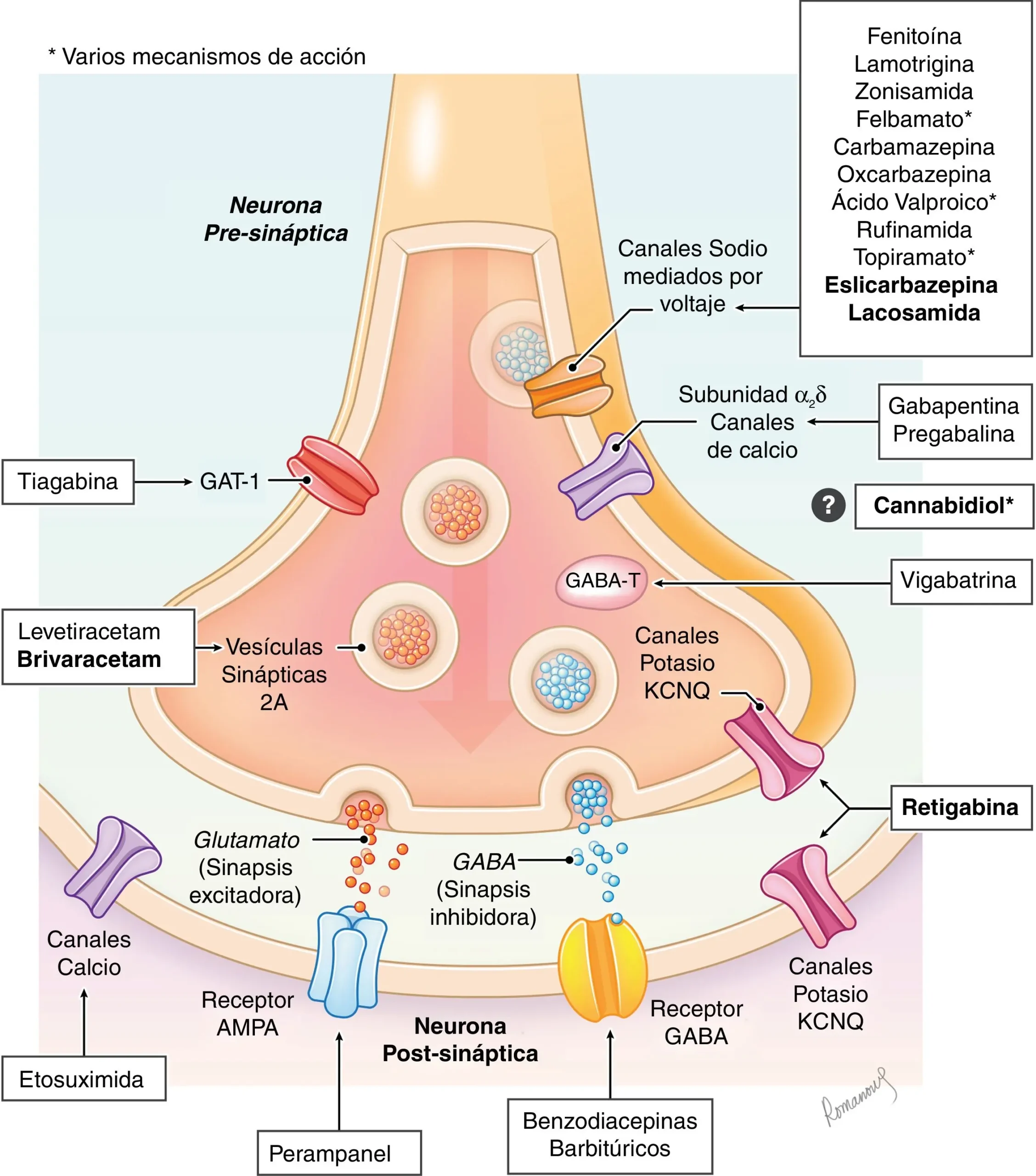 Lamotrigina: Mecanismo de acción, usos y precauciones - Dónde actúa la lamotrigina lamotrigina mecanismo de accion - Dónde actúa la lamotrigina
