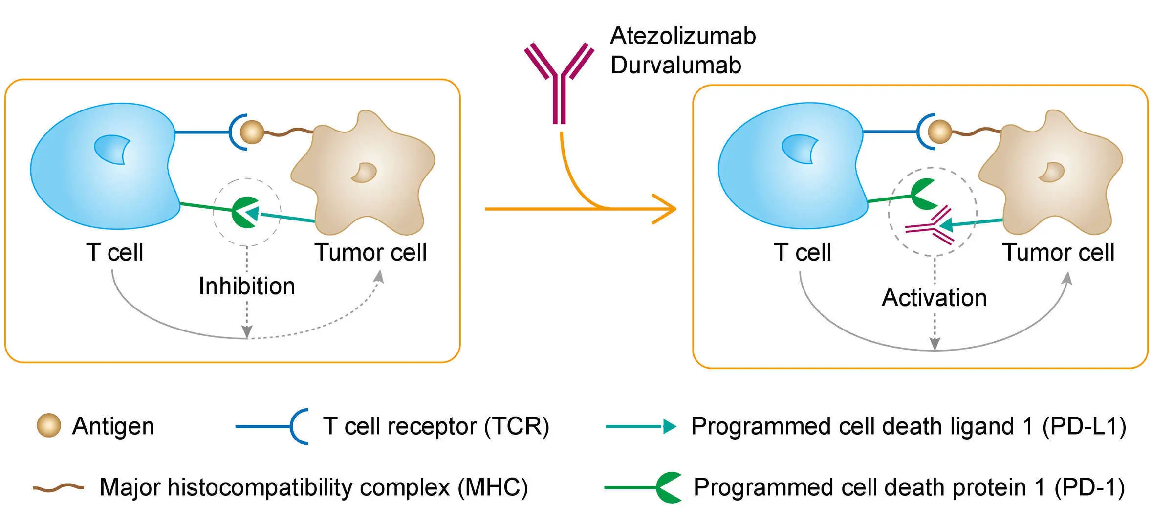 Atezolizumab: Mecanismo de acción, administración y consideraciones - Es el atezolizumab un anticuerpo monoclonal atezolizumab mecanismo de accion - Es el atezolizumab un anticuerpo monoclonal