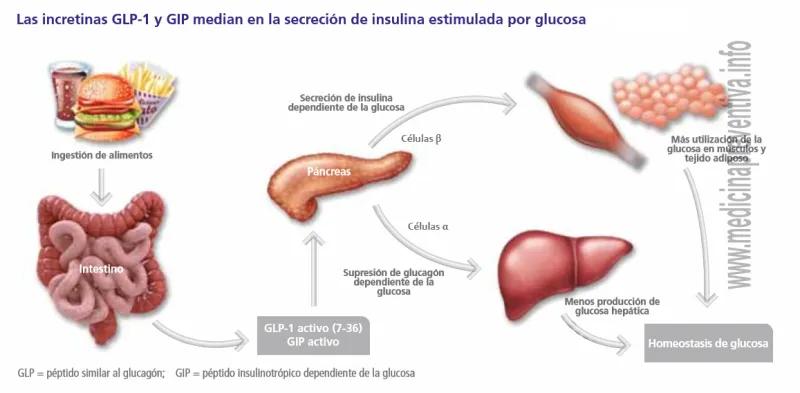 linagliptina mecanismo de accion - Qué diferencia hay entre la metformina y la linagliptina
