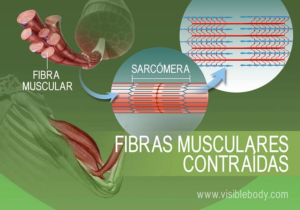Mecanismos de Contracción Muscular: Tipos, Beneficios y Aplicaciones - Qué es un proceso de contracción mecanismo de contraccion - Qué es un proceso de contracción