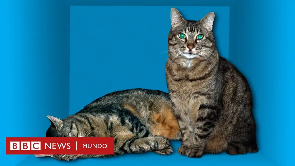 mecanica cuantica el gato de schrodinger - Qué quiso demostrar Schrödinger